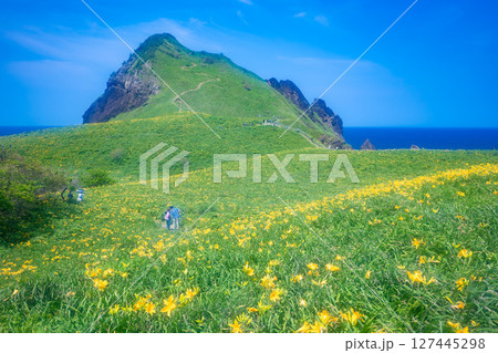 佐渡島　トビシマカンゾウが咲く大野亀 127445298