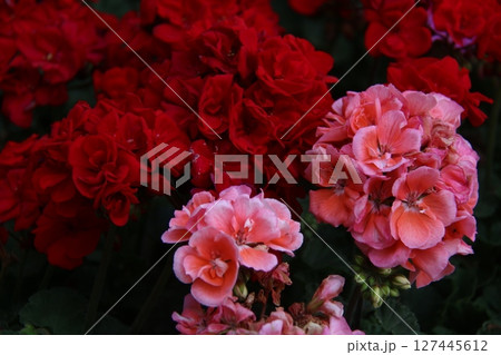 red roses in the garden 127445612