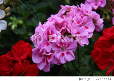 the background image of the colorful flowers 127445613