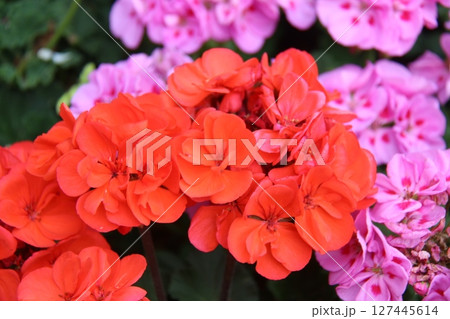 pink flowers in the garden 127445614
