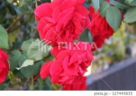 beautiful roses in the garden beautiful roses in the garden 127445635