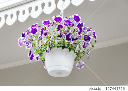blue petunia flowers in hanging pot 127445726