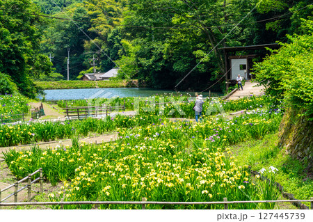 閉園間近い平家谷花しょうぶ園と八日谷貯水池6 広島県福山市 閉園間近い平家谷花しょうぶ園と八日谷貯水池6 広島県福山市 127445739