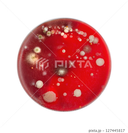 Bacterial and mold fungi colonies grown from indoor air on blood sheep agar 127445817