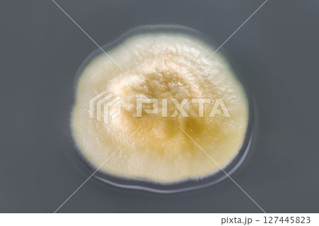 Colony of mold fungus cultivated from indoor air Colony of mold fungus cultivated from indoor air 127445823