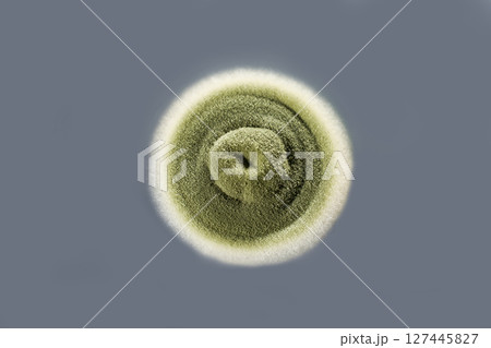 Colony of mold fungus cultivated from indoor air 127445827