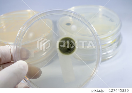 Colony of mold fungus cultivated from indoor air Colony of mold fungus cultivated from indoor air 127445829