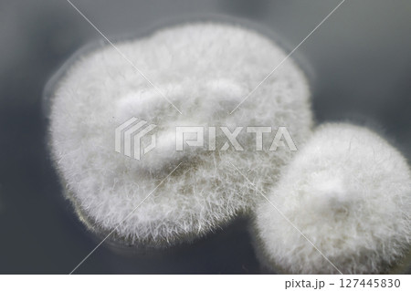 Colony of mold fungus cultivated from indoor air Colony of mold fungus cultivated from indoor air 127445830