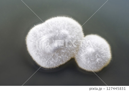 Colony of mold fungus cultivated from indoor air Colony of mold fungus cultivated from indoor air 127445831