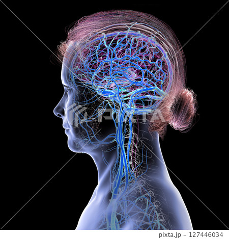 Brain veins, 3D illustration 127446034