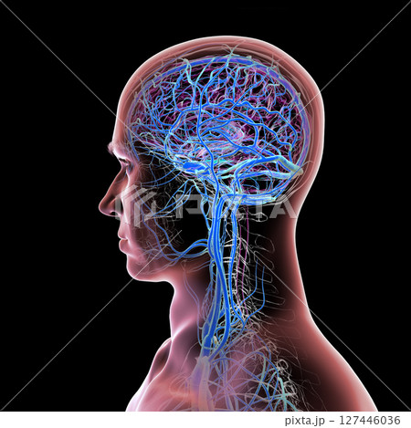 Brain veins, 3D illustration 127446036