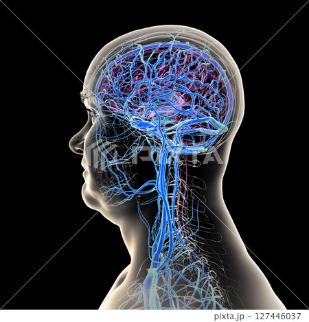 Brain veins, 3D illustration 127446037