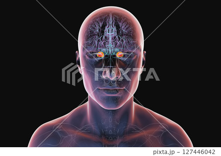 Human brain with highlighted amygdala, 3D illustration Human brain with highlighted amygdala, 3D illustration 127446042