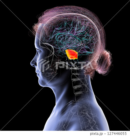 Human brain with the pons highlighted in orange, responsible for regulating breathing, sleep, and communication between brain regions, 3D illustration. 127446055