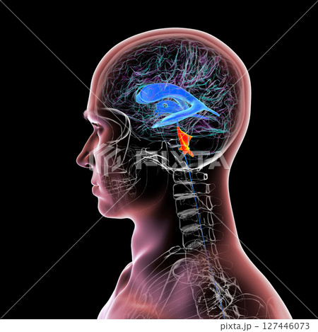 Fourth ventricle of human brain, 3D illustration highlighting the cavity between brainstem and cerebellum, part of ventricular system involved in cerebrospinal fluid circulation. 127446073