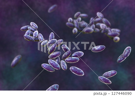 Christensenella hongkongensis bacteria, 3D illustration. A rare Gram-positive coccobacillus linked to bloodstream infections with high mortality 127446090