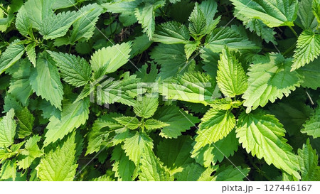 Nettle (Urtica). Beautiful green and healthy herb. Concept for nature, alternative medicine and herbal treatment. Nettle (Urtica). Beautiful green and healthy herb. Concept for nature, alternative medicine and herbal treatment. 127446167