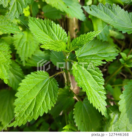 Nettle (Urtica). Beautiful green and healthy herb. Concept for nature, alternative medicine and herbal treatment. 127446168