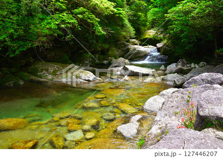 屋久島 白谷雲水峡 屋久島 白谷雲水峡 127446207