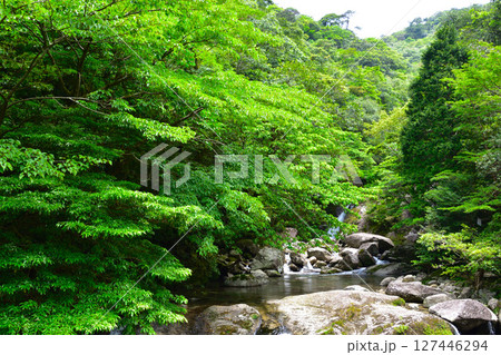 屋久島　白谷雲水峡 127446294