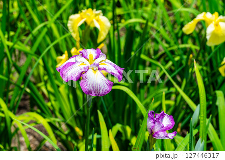 閉園した平家谷花しょうぶ園の花しょうぶ22　広島県福山市 127446317
