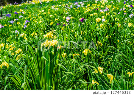 閉園した平家谷花しょうぶ園の花しょうぶ24　広島県福山市 127446318