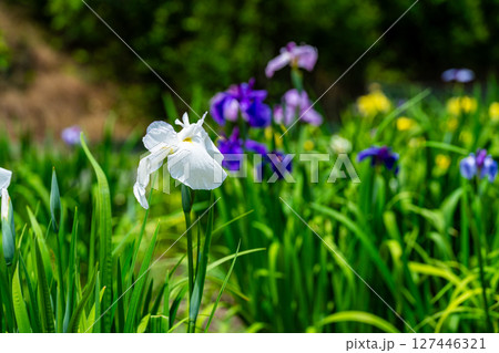 閉園した平家谷花しょうぶ園の花しょうぶ20 広島県福山市 閉園した平家谷花しょうぶ園の花しょうぶ20 広島県福山市 127446321