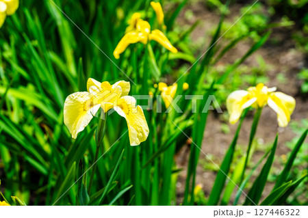 閉園した平家谷花しょうぶ園の花しょうぶ19 広島県福山市 閉園した平家谷花しょうぶ園の花しょうぶ19 広島県福山市 127446322