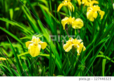 閉園した平家谷花しょうぶ園の花しょうぶ18 広島県福山市 閉園した平家谷花しょうぶ園の花しょうぶ18 広島県福山市 127446323
