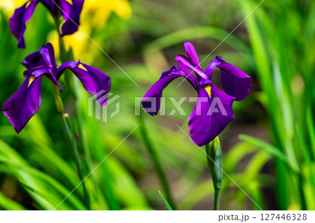 閉園した平家谷花しょうぶ園の花しょうぶ13 広島県福山市 閉園した平家谷花しょうぶ園の花しょうぶ13 広島県福山市 127446328