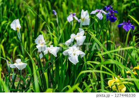 閉園した平家谷花しょうぶ園の花しょうぶ12 広島県福山市 閉園した平家谷花しょうぶ園の花しょうぶ12 広島県福山市 127446330