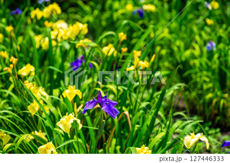 閉園した平家谷花しょうぶ園の花しょうぶ8　広島県福山市 127446333