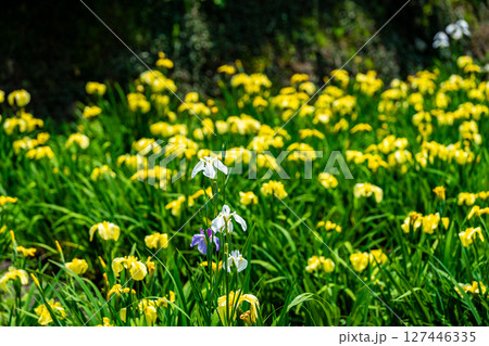 閉園した平家谷花しょうぶ園の花しょうぶ6 広島県福山市 閉園した平家谷花しょうぶ園の花しょうぶ6 広島県福山市 127446335