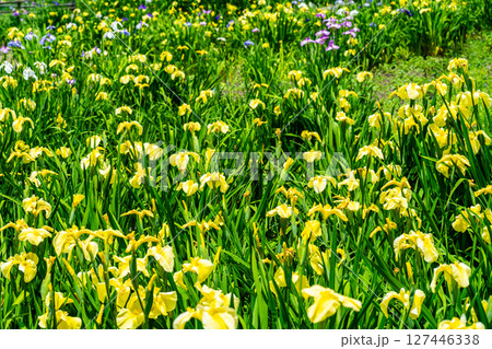 閉園した平家谷花しょうぶ園の花しょうぶ3 広島県福山市 閉園した平家谷花しょうぶ園の花しょうぶ3 広島県福山市 127446338