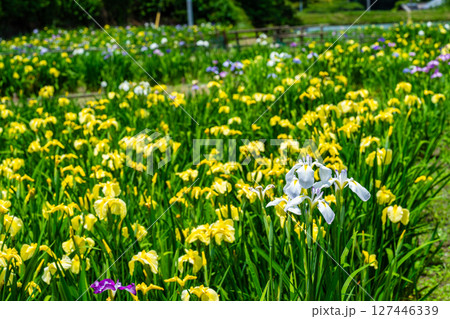 閉園した平家谷花しょうぶ園の花しょうぶ2　広島県福山市 127446339