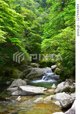屋久島　白谷雲水峡 127446464