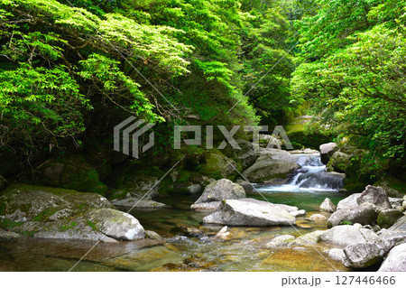 屋久島　白谷雲水峡 127446466
