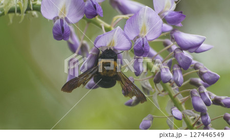 藤の蜜を吸うキムネクマバチ 藤の蜜を吸うキムネクマバチ 127446549