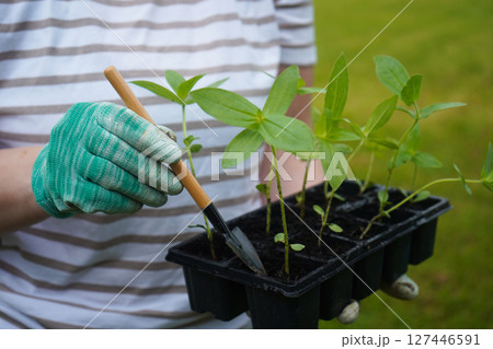 An up-close shot of a woman with her face out of frame, carrying a box of cynia sprouts. An up-close shot of a woman with her face out of frame, carrying a box of cynia sprouts. 127446591