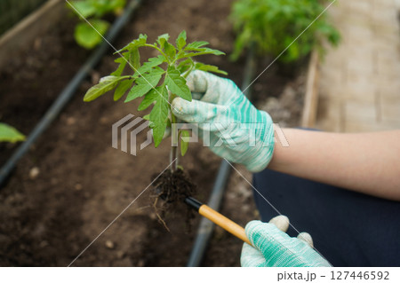 Farmer planting tomato seedling into soil in summer garden wearing gloves. Growing vegetables. Agriculture and farming 127446592