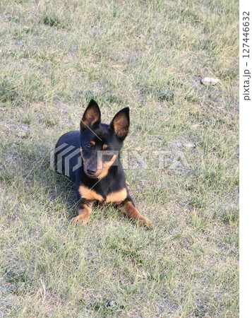 playful black and tan puppy relaxing on grass in sunny outdoor area during late afternoon. closeup. 127446632