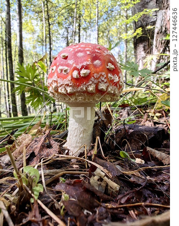 bright red fly agaric mushroom growing amidst fallen leaves in lush forest. closeup. 127446636
