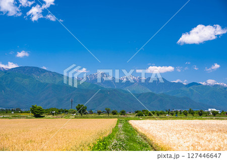初夏の麦畑と山岳風景 松本市 初夏の麦畑と山岳風景 松本市 127446647