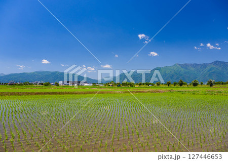 初夏の田植え後の自然風景 乗鞍方面 初夏の田植え後の自然風景 乗鞍方面 127446653
