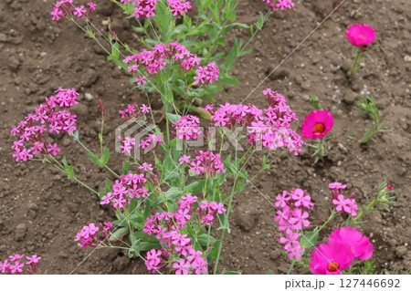 春の庭に咲くピンク色のムシトリナデシコの花とマツバボタンの花 春の庭に咲くピンク色のムシトリナデシコの花とマツバボタンの花 127446692