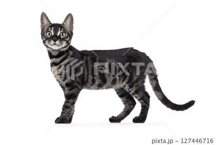 Charcoal Bengal cat on white background Charcoal Bengal cat on white background 127446716
