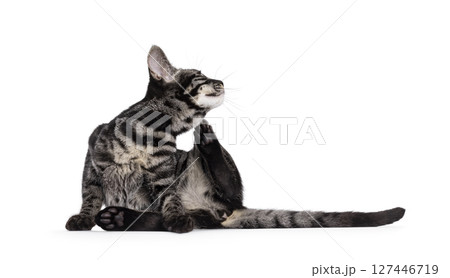 Charcoal Bengal cat on white background Charcoal Bengal cat on white background 127446719