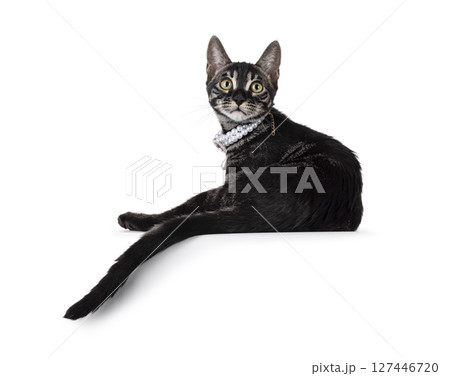 Charcoal Bengal cat on white background Charcoal Bengal cat on white background 127446720