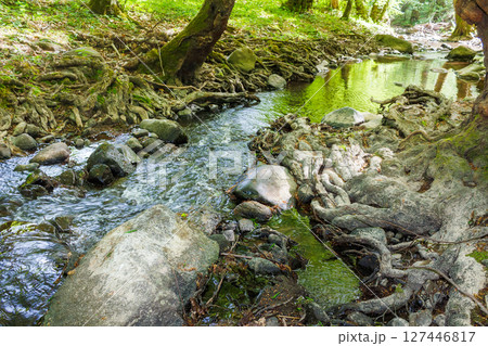 shallow creek in summer. green foliage in forest. stones in the water. outdoor adventure on a sunny day 127446817