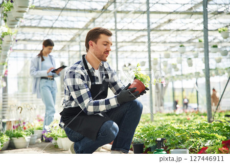Guy is sitting and holding plant in pot. Florist man and woman are working together in bright greenhouse Guy is sitting and holding plant in pot. Florist man and woman are working together in bright greenhouse 127446911